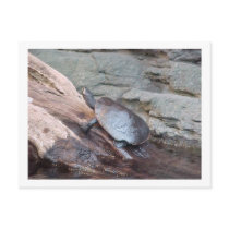 "River Turtle" Postcard by smilodonart "River Turtle" Postcard
