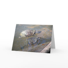 River Turtles Card card