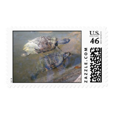 River Turtles Postage stamp