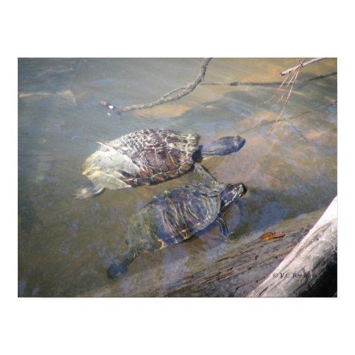 River Turtles print