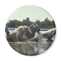 River Walking Horses magnets