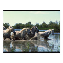 River Walking Horses postcards