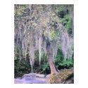 Riverbank Tree Poster posters