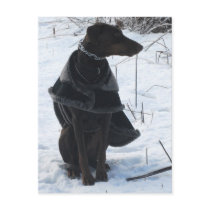 River's Snow Portrait postcards