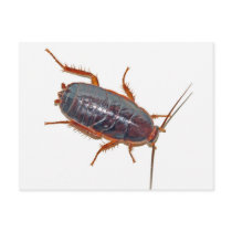 Roach on porcelain. postcards