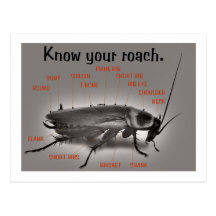 RoachWear Postcards