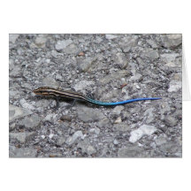 Road Skink Greeting Cards