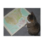 map, atlas, cat, archie, animals