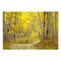 Road with autumn colors and aspens in Kebler 2