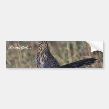 Roadrunner Bumper Stickers