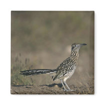 Roadrunner Refrigerator Magnet