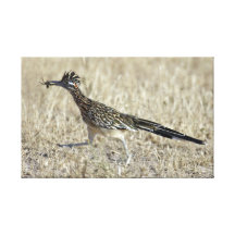 Roadrunner Photograph Canvas Wrap Gallery Wrap Canvas