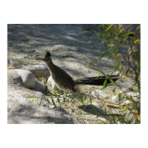 Roadrunner Poster posters