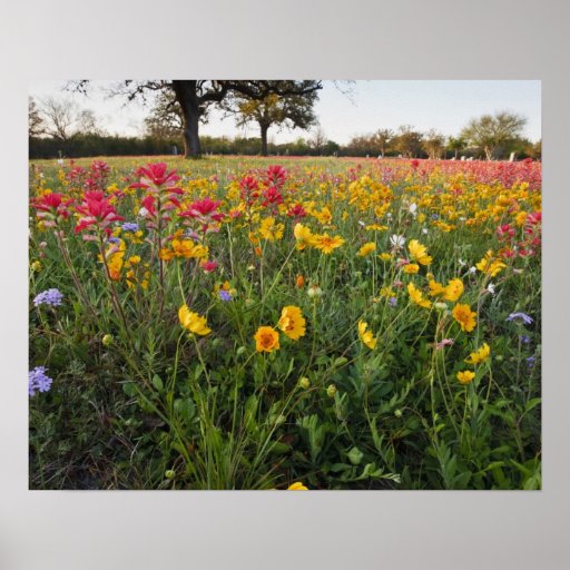 Roadside wildflowers in Texas, spring Poster Zazzle
