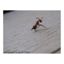 Roaming Ant posters