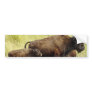 Roaming Buffalo  Bumper Stickers