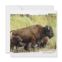 Roaming Buffalo Invitations