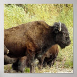Roaming Buffalo Poster