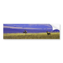 Roaming Free Bumper Stickers