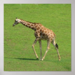 Roaming Giraffe Poster