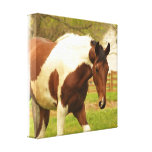 Roaming Paint Horse Canvas Print