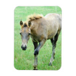 Roaming Roan Horse Premium Magnet