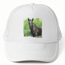 Roan Colt Baseball Hat