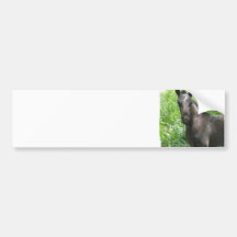 Roan Colt Bumper Sticker