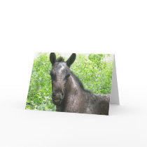 Roan Colt Greeting Card