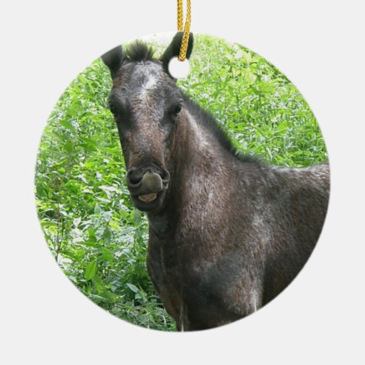 Roan Colt Ornament