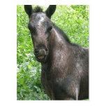Roan Colt Postcard