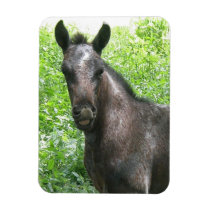 Roan Colt Premium Magnet