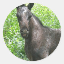 Roan Colt Sticker