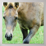 Roan Horse Print