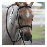 Roan Pony Invitations