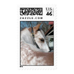 Roan Walking Horse Stamps