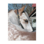 Roan Walking Horse Postcards