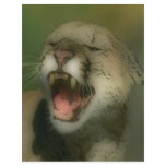 'Roaring Cougar' flyers