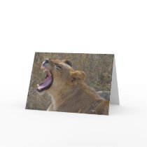 Roaring lion greeting card by pshaw_photo Roaring lion greeting card