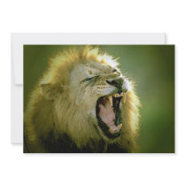Roaring Lion Invitation