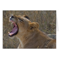 Roaring Lion notecard cards