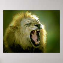 Roaring Lion Poster Print