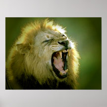 Roaring Lion Poster Print