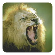 Roaring Lion Square Sticker