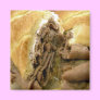 Roast beef sandwich with creamy goat cheese fridge magnets