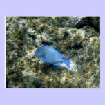 roatán blue fish postcards