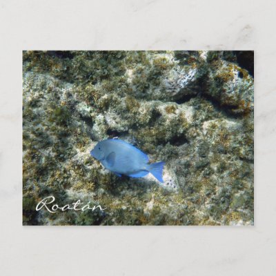 roatán fish postcard