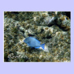 roatán fish postcards