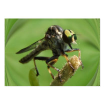 Robber Fly 5 ~ ATC business cards