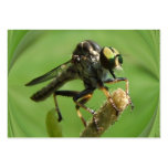 Robber Fly 5 ~ ATC business cards